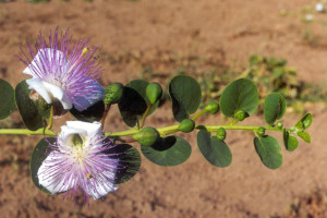 Fiori_e_capperi_di_Pantelleria