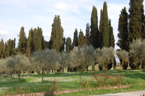 cipressi olivi