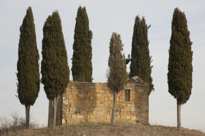 cipressini